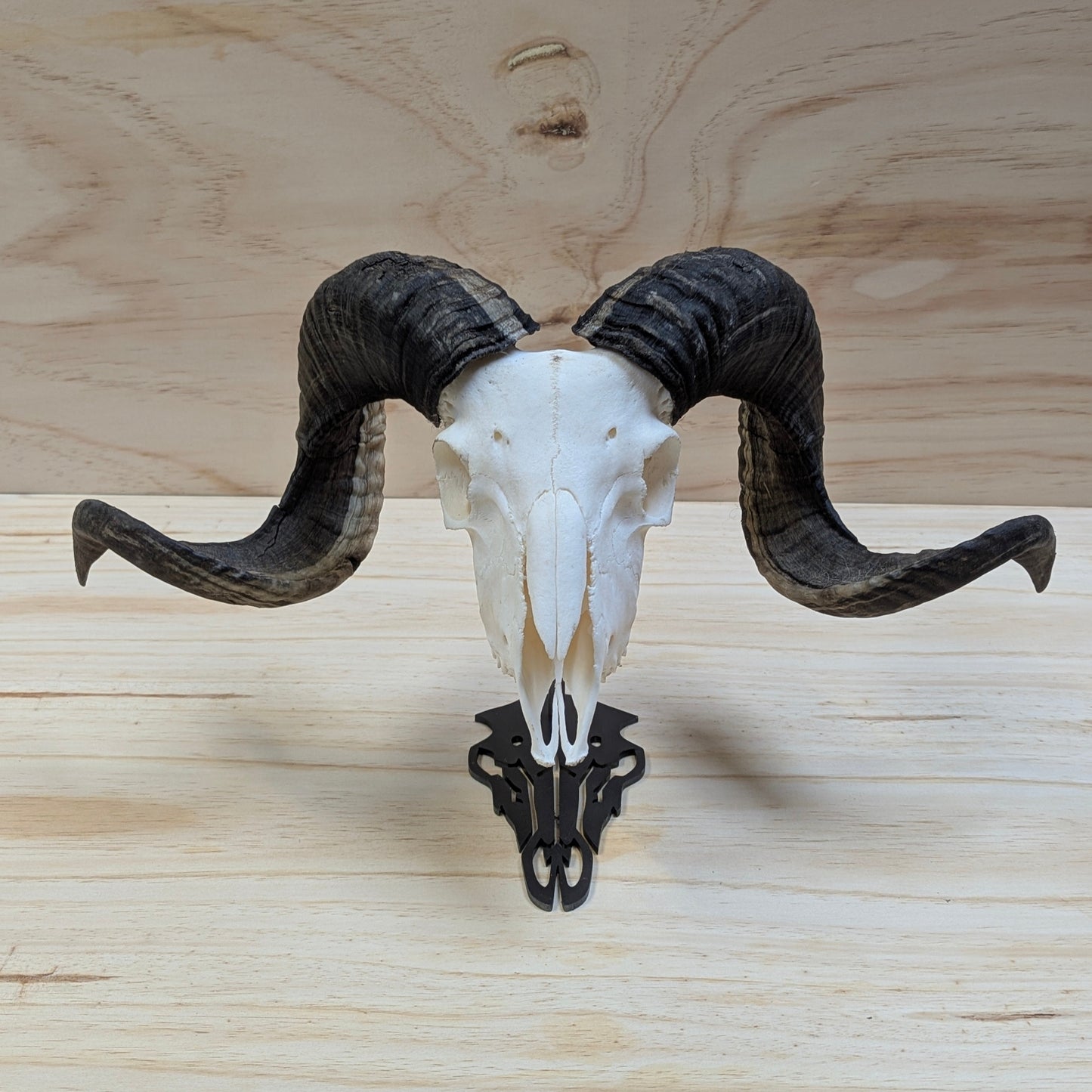 Ram Skull Stand
