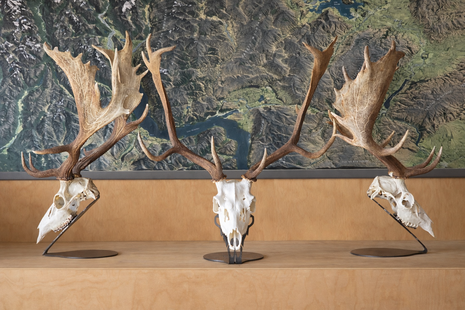 Antlered Stands