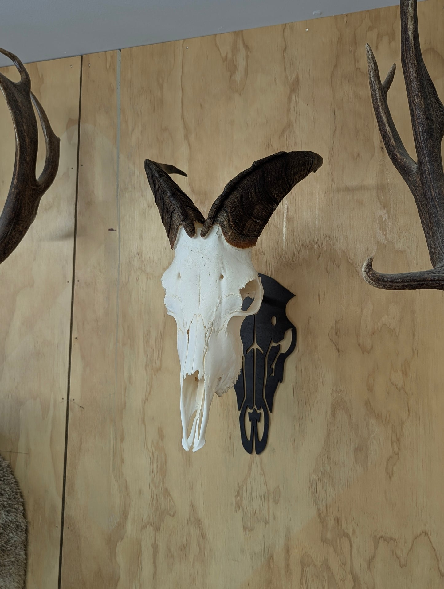 Tahr Wall Mount