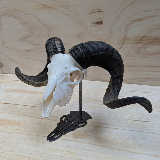 Ram Skull Stand