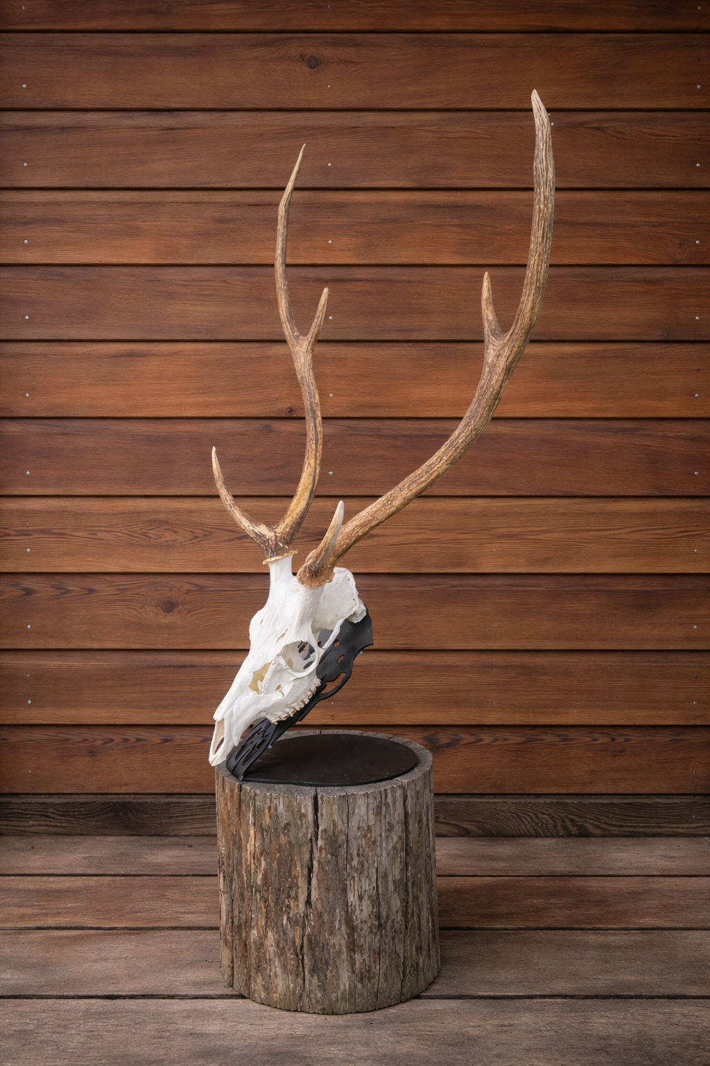 Fallow & Chital Euro Stand